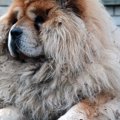 愛犬の毛玉対策は必…