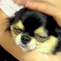 おばあちゃんと『1ヶ…