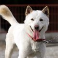 珍島犬とは？性格や特徴、子犬の迎え方から犬種のルーツまで