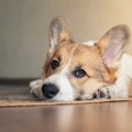 犬が熟睡できない『N…