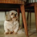 犬が『何かを隠して…