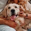 愛犬が満足してくれ…