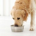 犬と触れ合っちゃダ…
