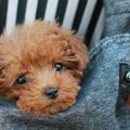 犬に抱っこ紐はかわいそう？注意すべき場面や安全に使うコツ