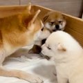 母犬が子犬を『教育…