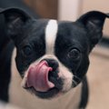犬が口の周りを舐め…