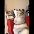 【話題】切実にニャ…