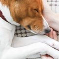 愛犬の病気とセカン…