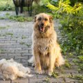 犬の換毛期がずれる…