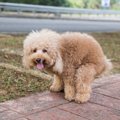 犬がウンチした後に…
