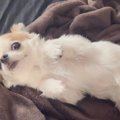 朝のお散歩に行きた…