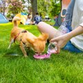 犬に絶対NGな『水の…