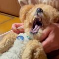 歯磨きが大嫌いな犬→…