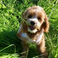 愛犬と外で遊ぶとき…