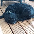 実録！犬のチョコレ…