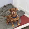 犬の『里親』を検討…