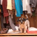 着なくなった服を犬…