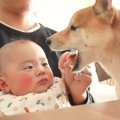 犬が『赤ちゃんの離…