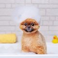 犬用シャンプーを使…