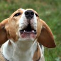 愛犬が吠えるように…