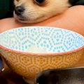 ご飯を食べている最…