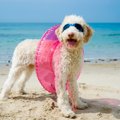 夏は愛犬と一緒に海…