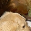 犬が『窓から外を眺…