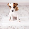 犬が『粗相』をして…