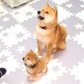 赤ちゃん犬が兄犬と…