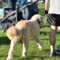 犬を飼っている人は…