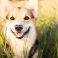 考えすぎてない？犬…