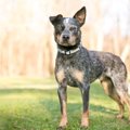 犬の毛色の種類「ロ…