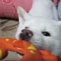 子犬の負けられない…