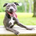 初心者必見！犬に必…