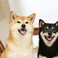 柴犬のミックス犬っ…