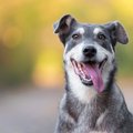犬を褒めるのは最高…