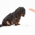 犬の「待て」のトレーニングのやり方！時期や教え方、上手くいかない原因と解決方法まで