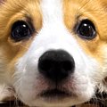 生後3ヵ月のコーギー…