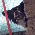 子犬6匹の大所帯を保…