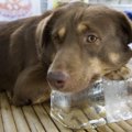 犬に氷を与える際の…