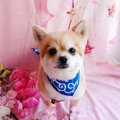 愛犬が来客に吠える…