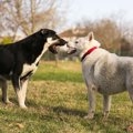 先住犬と二匹目の犬…