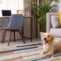部屋の『犬臭さ』を…
