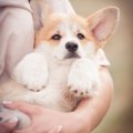 注意が必要な『犬の…