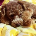 犬が布団に入りたが…