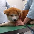 「無理！マジ注射は…