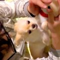 子犬の前で『ぬいぐ…