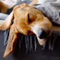 犬が眠いときに見せ…