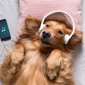 音楽配信のスポティ…