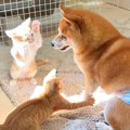 子猫と犬が『日が当…